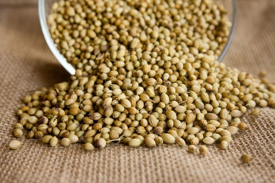 فواید پودر گشنیز برای سلامتی
